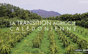 Le documentaire "Transition agricole calédonienne" bientôt sur CANAL+ Calédonie