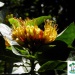 Nature32